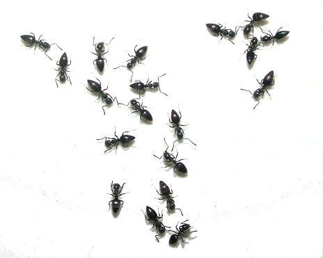 Nineteeen black ants on a white background