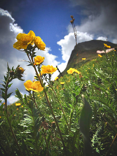 mobilestock flores silvestres paisagem de montanha - mobilestock focus on foreground extreme terrain rolling landscape - fotografias e filmes do acervo