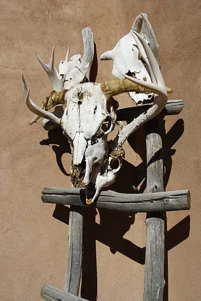 Decoration made of cow skull and ladder leaned up against wall of adobe-style building in the town of Truchas, northern New Mexico (on the high road to Taos). Vertical/color/daylight.