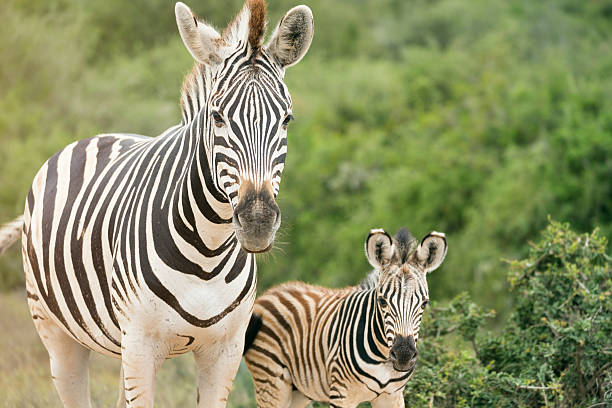 safari:  matka i dziecko zebra w addo park (republika południowej afryki) - addo south africa southern africa africa zdjęcia i obrazy z banku zdjęć