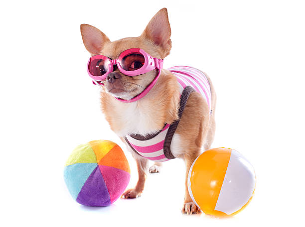 beach chihuahua portrait of a cute purebred chihuahua with swimming costume and sunglasses in front of white background dog swimsuit stock pictures, royalty-free photos & images
