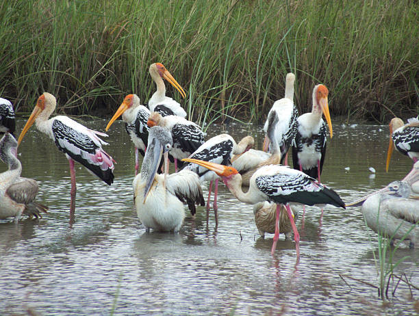 istock Flock of Painted Storks, Spot-billed Pelicans Feeding Intensely 471582536