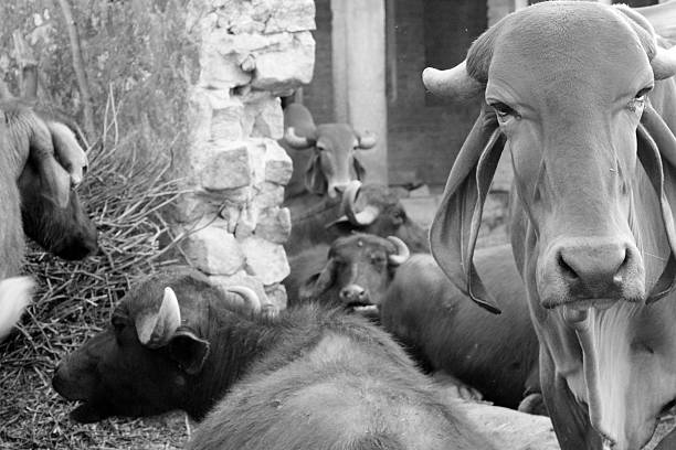 istock Indian cow and buffalo shelter 471582901
