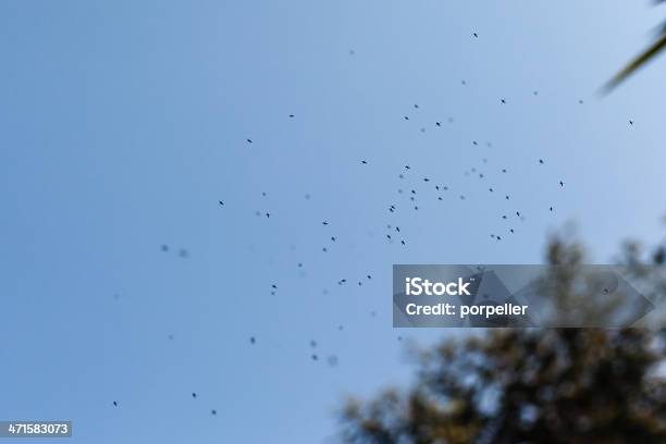 Mosquito Swarm Stock Photo - Download Image Now - Mosquito, Swarm of Insects, Animal