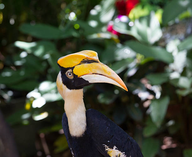 istock Wreathed Hornbill in the zoo 471583421