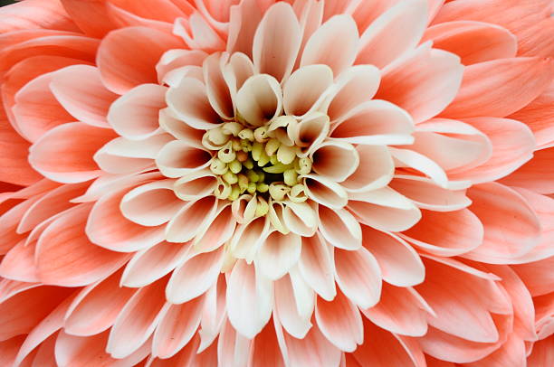 istock Macro of pink flower 471583553