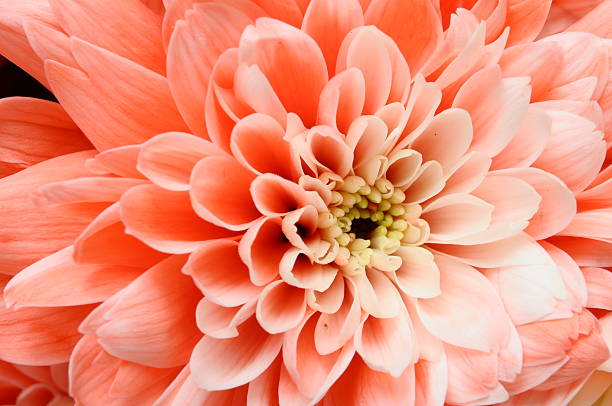 istock Macro of pink flower 471583567