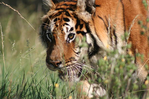 istock Female Adult Tiger 1 471583816