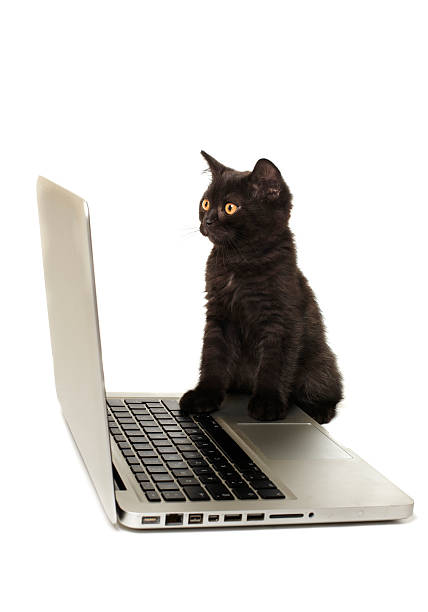 Black kitten with laptop stock photo