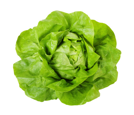 Butterhead lettuce isolated on white with clipping path.
