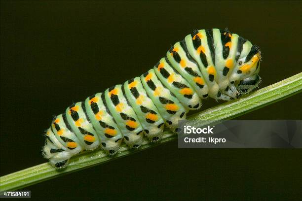 Wild Larva - Fotografie stock e altre immagini di Arancione - Arancione, Bruco, Chiazzato