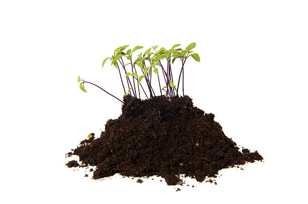 istock Seed cuttings of Nicandra Physalodes 471584495
