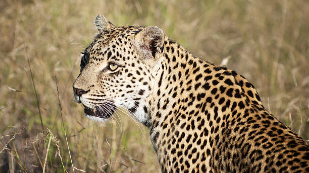 istock Profile of Female Leopard 471584643