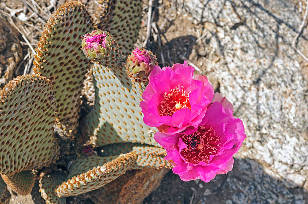 beavertail кактус в пустыне - desert flower california cactus стоковые фото и изображения