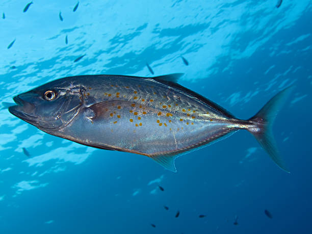 istock Yellowspotted trevally 471585613