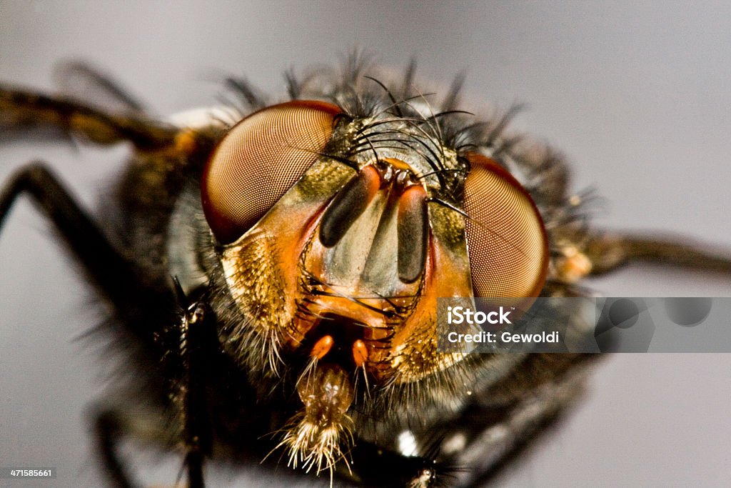 flying horse fly flying horse fly in extreme close up with grainy background, agressive image Horse Fly Stock Photo