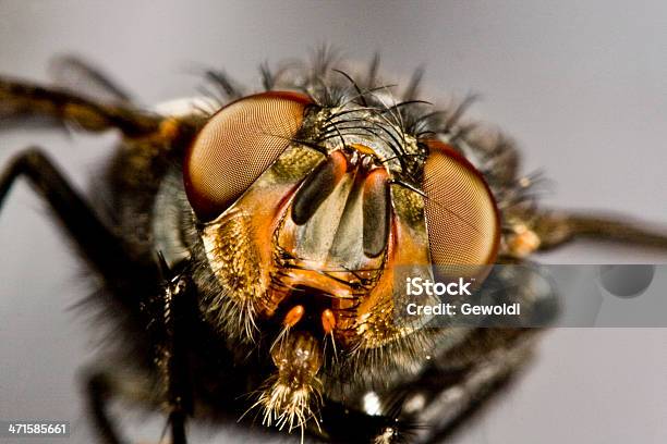 Flying Horse Fly Stock Photo - Download Image Now - Horse Fly, Abrasive, Aggression