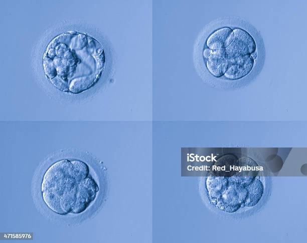 Human Cells Egg Stock Photo - Download Image Now - 2015, Anatomy, Animal Zygote