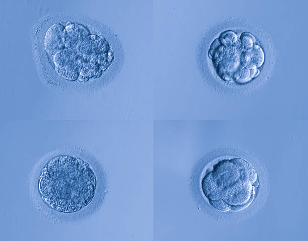 human cells egg human cells egghuman cells egg animal zygote stock pictures, royalty-free photos & images