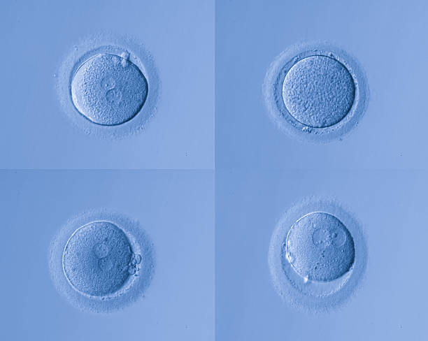 human cells egg human cells egghuman cells egg animal zygote stock pictures, royalty-free photos & images