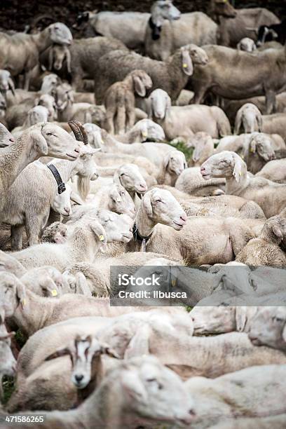 Rebanho De Ovinos E Caprinos - Fotografias de stock e mais imagens de Agricultura - Agricultura, Animal, Cabra - Mamífero ungulado
