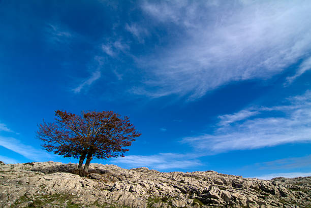istock Gorbea Natural Park. Biscay. Spain. 471586299