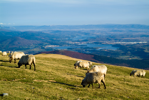 Flock of sheep in the top of Mount Gorbea (1,482 mts), Vizcaya. Basque Country. Spain.