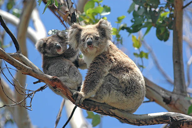 wild koalas a lo largo de una ruta al mar, victoria, australia - koala fotografías e imágenes de stock