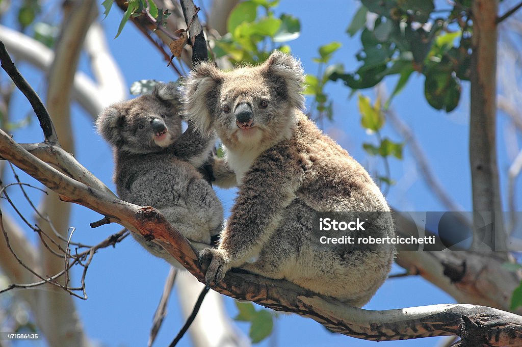 Wild Koalas along Great Ocean Road, Victoria, Australia Wild Koalas along Great Ocean Road, Victoria, Australia  Koala Stock Photo