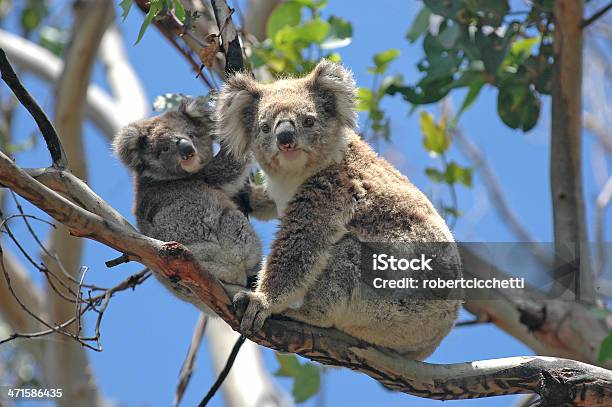 Wild Koalas Along Great Ocean Road Victoria Australia Stock Photo - Download Image Now