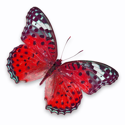Colorful Butterfly yard ornaments