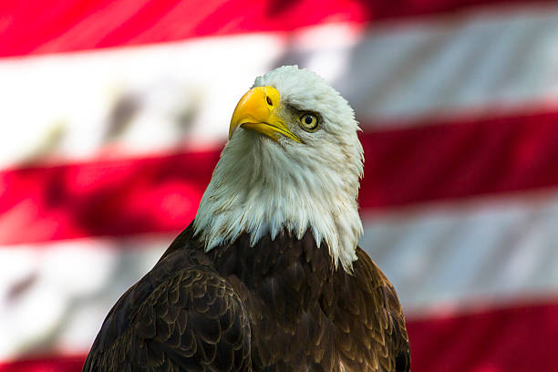 istock Bald Eagle portrait in front of flag 471587037