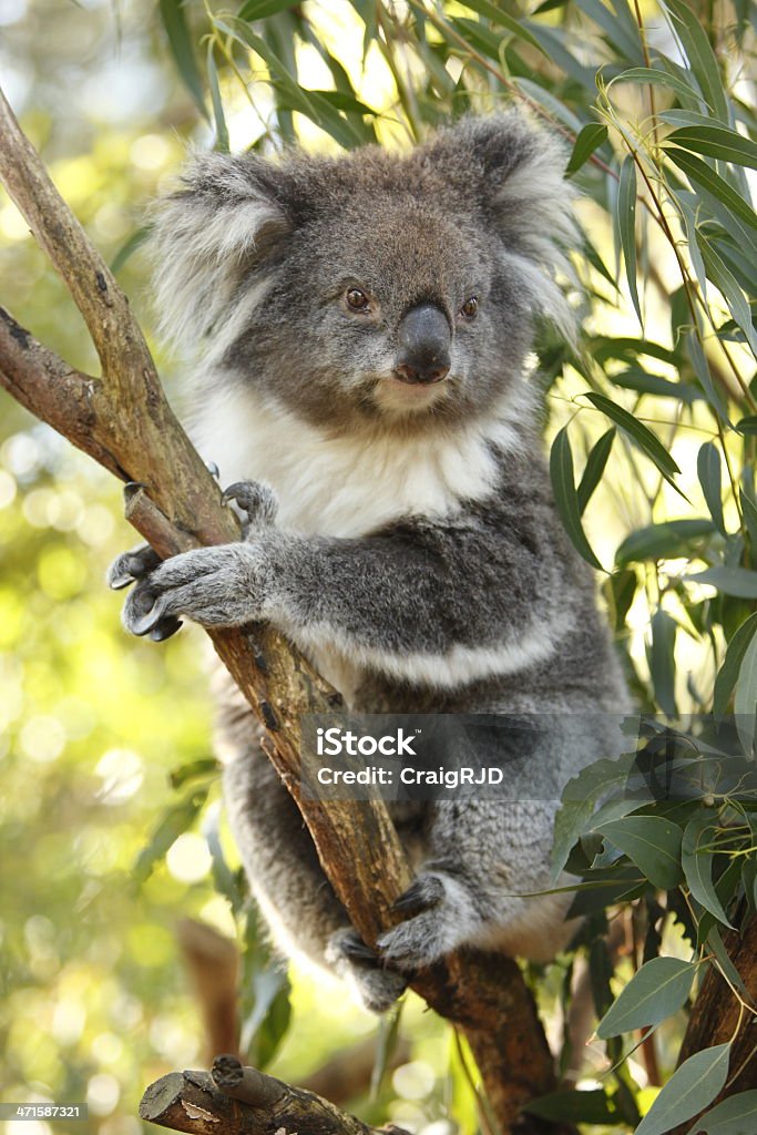 Koala - Photo de Animaux à l'état sauvage libre de droits