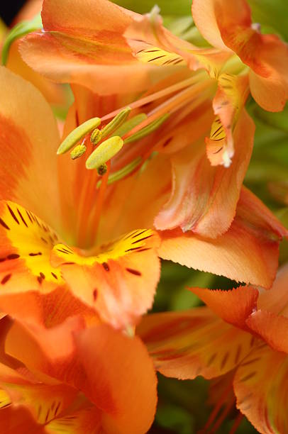 istock Closeup of orange Peruvian lily flower 471587371