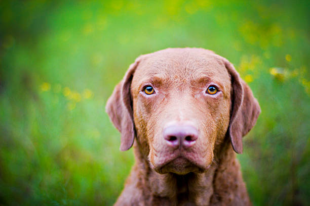 istock Dog: A Portrait of a Chesapeake Bay Retriever 471587456