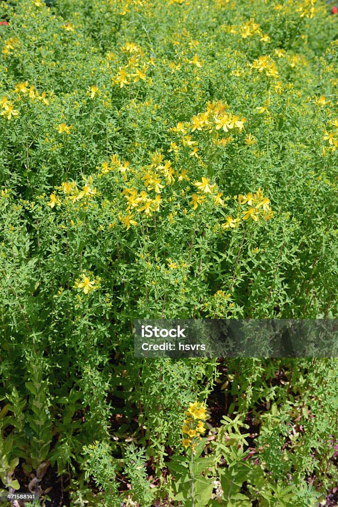 Hierba de San Juan (Hypericum perforatum) - Foto de stock de Amarillo - Color libre de derechos