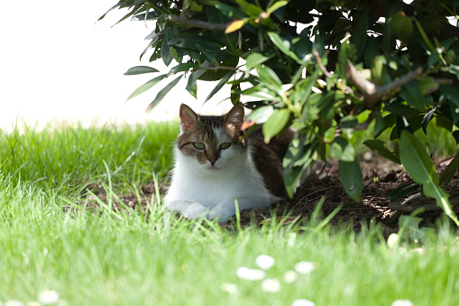 cat lying under cherry laurel bush