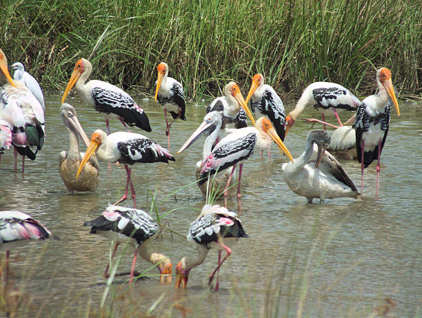 istock Flock of Painted Stork, Pelicans Feeding Intensely 471588486