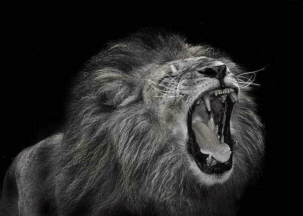 壮大なライオン - lion mane strength male animal ストックフォトと画像