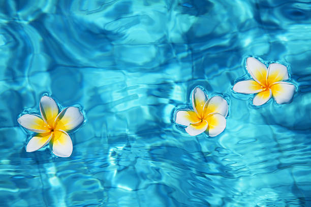 istock Flowers in water 471588705