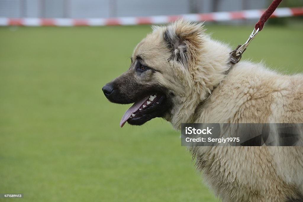 Kaukaski Shepherd, praca badania - Zbiór zdjęć royalty-free (Buda)