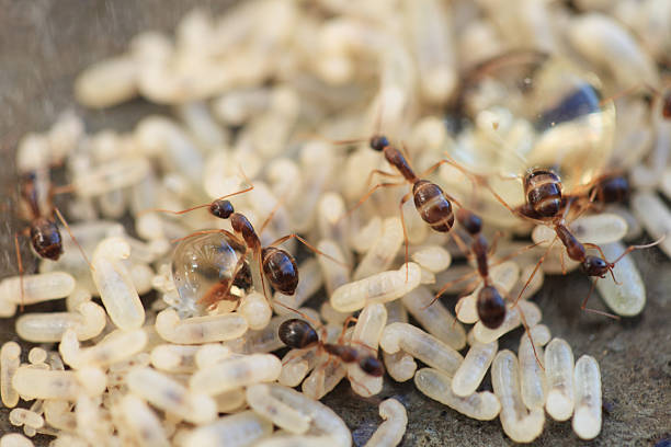 Ant Nest stock photo