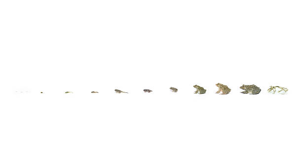 Life of Frogs
