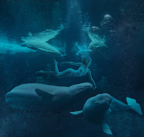 mujer con belugas swiming submarino - beluga whale fotografías e imágenes de stock