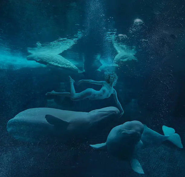 woman swiming underwater with  belugas