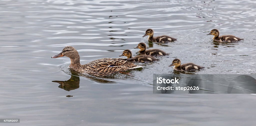 여성 및 Ducklings Mallard - 로열티 프리 오리 새끼 스톡 사진