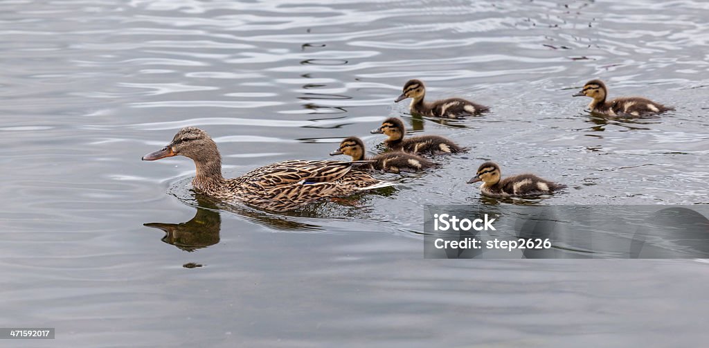 Feminino e Ducklings-real - Foto de stock de Filhote de pato royalty-free