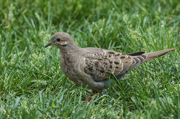 Mourning Dove (Zenaida macroura) Mourning Dove (Zenaida macroura) in spring on grass zenaida dove stock pictures, royalty-free photos & images