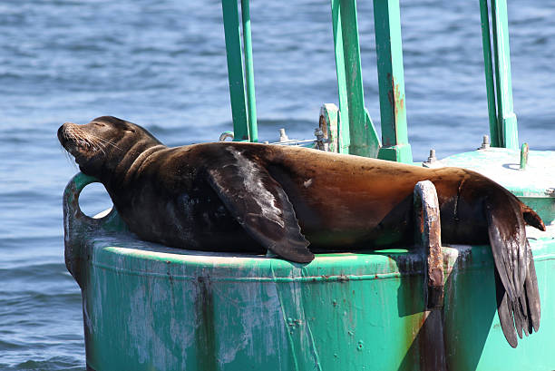 istock California Sea Lion Napping 471592104