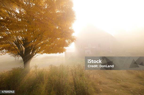 Strisce Di Luce Naturale Attraverso La Nebbia Alberi - Fotografie stock e altre immagini di Albero